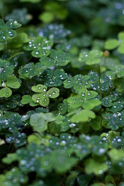 Spiders Repellent, Matka Natura, Luck Of The Irish, Water Droplets, Jolie Photo, Belleza Natural, Green Aesthetic, Belle Photo, Nature Beauty