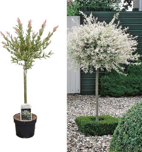 Salix Integra 'Hakuro Nishiki' Tree 60cm in Height - Ornamental Flamingo Willow Tree (1 Plant) Flamingo Willow, Salix Integra, Christmas Plants Gifts, Rhododendron Plant, Rhubarb Plants, Raspberry Plants, Biennial Plants, Lilac Tree, Hedging Plants