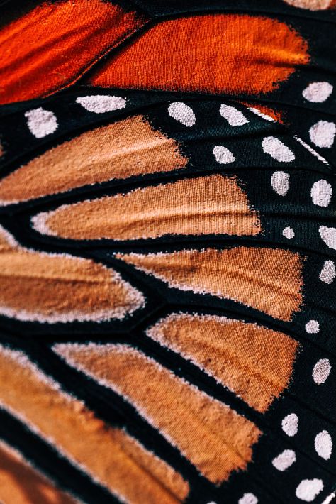 Butterfly Wings Pattern, Boothbay Harbor Maine, Fresh Cuts, Boothbay Harbor, Monarch Butterflies, Texture Photography, The Monarch, Butterfly Painting, Butterfly Wing