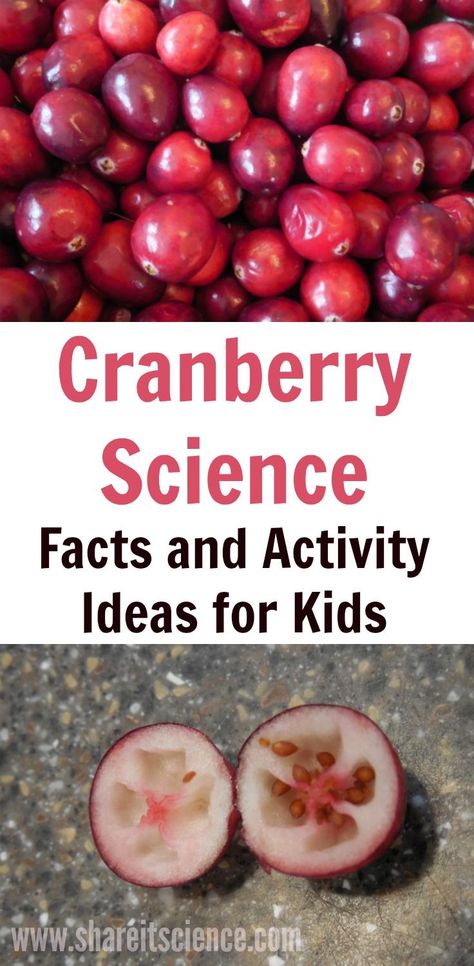 Science facts and activity ideas about cranberries! A great way to keep kids and students interested and engaged in science over the holidays. #foodscience #kidsactivity #thanksgiving #science #homeschool #elementary #teacher #cranberry #cranberrysauce Thanksgiving Science, Preschool Food, Science Homeschool, Thanksgiving Activities Preschool, Cranberry Thanksgiving, Elementary School Science, Fall Science, Food Thanksgiving, Nutrition Activities