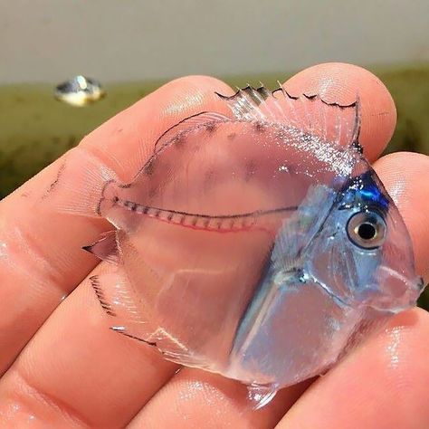 Weird Sea Creatures, Transparent Fish, Blue Tang Fish, Tang Fish, Matka Natura, Cool Fish, Beautiful Sea Creatures, Animale Rare, Rare Animals