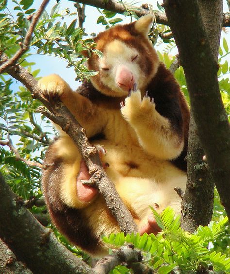 fuzzy cute thing Tree Kangaroo, Mountain Animals, Detroit Zoo, Interesting Animals, Unusual Animals, Pretty Animals, Silly Animals, Unique Animals, Cute Creatures