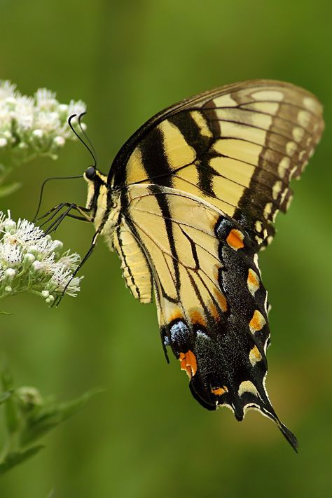 Eastern Tiger Swallowtail Butterfly Tiger Swallowtail, Moth Caterpillar, Flying Flowers, Bug Art, Swallowtail Butterfly, Butterfly Pictures, Butterfly Kisses, Creepy Crawlies, Butterfly Garden