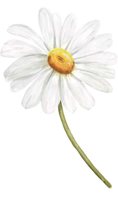 Watercolour Daisy, Daisy Flower Drawing, Daisy Watercolor, Daisy Drawing, Watercolor Daisy, Sublimacion Ideas, Butterfly Room, Crazy Daisy, Flower Art Drawing