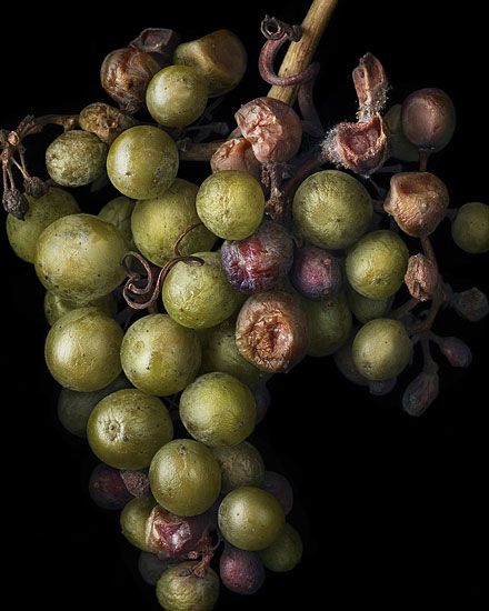 Nobel Rot 7, photograph by Peter Lippmann Juan Sanchez Cotan, Decay Art, Rotten Fruit, Billy Kid, Growth And Decay, Bunch Of Grapes, Fruit Photography, Art Theme, A Level Art