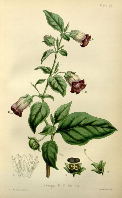 Belladonna Flower, Nightshade Flower, Deadly Nightshade, Poisonous Plants, Botanical Drawings, Plant Illustration, Medicinal Plants, Botanical Illustration, Botanical Prints