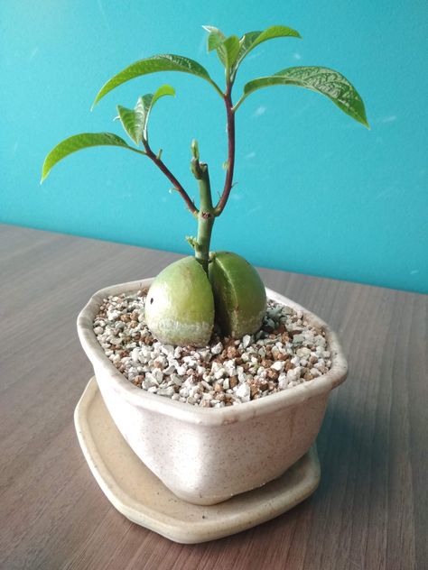 Avocado Bonsai Tree, Avocado Bonsai, Bonsai Fruit Tree, Mini Zen Garden, Avocado Plant, Plantas Bonsai, Mini Bonsai, Avocado Tree, Gardening Techniques