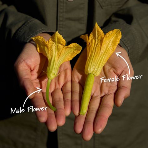 🌱 Did you know that squash plants have... - Burpee Gardening Male Flowers, Squash Flowers, Squash Plant, Squash Blossoms, Bountiful Harvest, Growing Fruit, Squash Blossom, Vegetable Gardening, Female Male