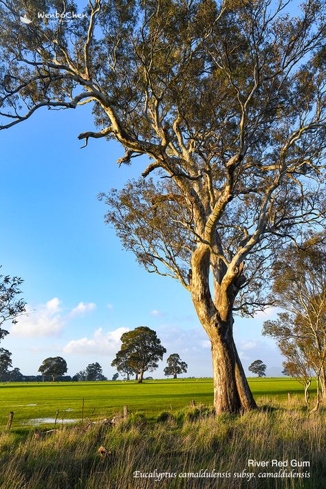 River Red Gum (Eucalyptus camaldulensis subsp. camaldulensis) in western Victoria Australia (near Grampians), 8 Sep 2019. Eucalyptus Camaldulensis, Victoria Australia, Tree Trunk, Gum, Australia, Plants, Red, Nature