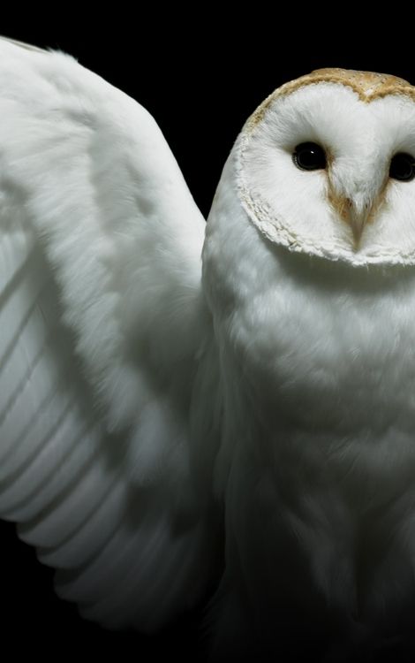 White Owl Wallpaper Iphone, Barn Owl Aesthetic, White Simple Wallpaper, Barn Owl Wallpaper, Owl Wallpaper Iphone, Owls Wallpaper, Owl White, Barn Owls, Beauty In Everything