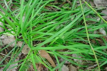 KILLING WILD ONIONS wild onion control needs to be a done with a combination of methods. It is best to take steps to get rid of wild onions in the spring, before the plants have a chance to go to seed, or in the fall, which will weaken any surviving wild onion plants, making it more difficult for them to survive through the winter. Killing wild onions starts with removing as much of the clump of wild onions as possible. Wild Onion, Chives Plant, Wild Onions, Bulbous Plants, Planting Onions, Succession Planting, Easy Plants To Grow, Garden Weeds, Plant Problems