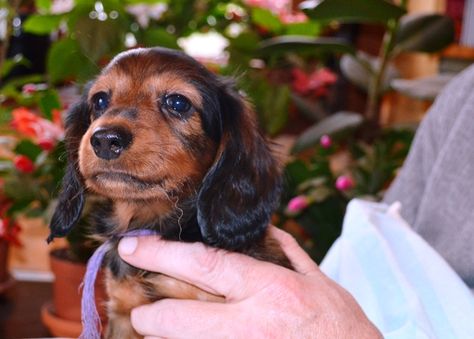 Chiot teckel nain à vendre Dachshund Love, Dachshund, Dogs, Animals