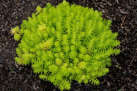 The Best Perennial Border Plants For Flowerbeds & Sidewalks Boarder Plants, Perennial Border Plants, Lemon Ball, Sidewalk Landscaping, Phlox Plant, Lily Turf, Water Wise Landscaping, Perennial Ground Cover, Sedum Plant