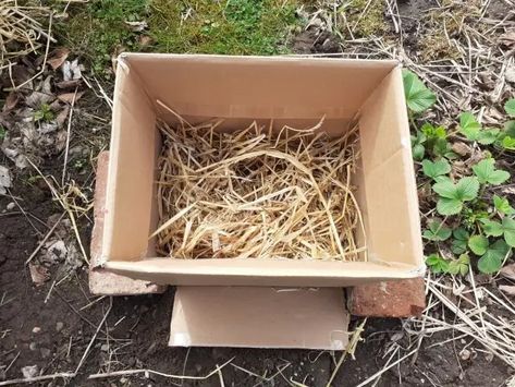 Growing Potatoes In A Cardboard Box – No Dig Vegetable Gardening Blog Ways To Grow Potatoes, Potato Box, Potato Planters, Sweet Potato Plant, Grow Potatoes, Straw Bale Gardening, Planting Potatoes, Corrugated Card, Dig Gardens