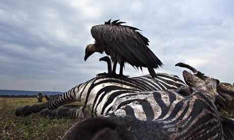 Africa's vulture population in jeopardy following mass poisoning incidents Decomposing Animal, Skull Sketch, Endangered Wildlife, Unusual Facts, Sparrow Bird, Sense Of Smell, Southern Africa, Birds Of Prey, Large Animals