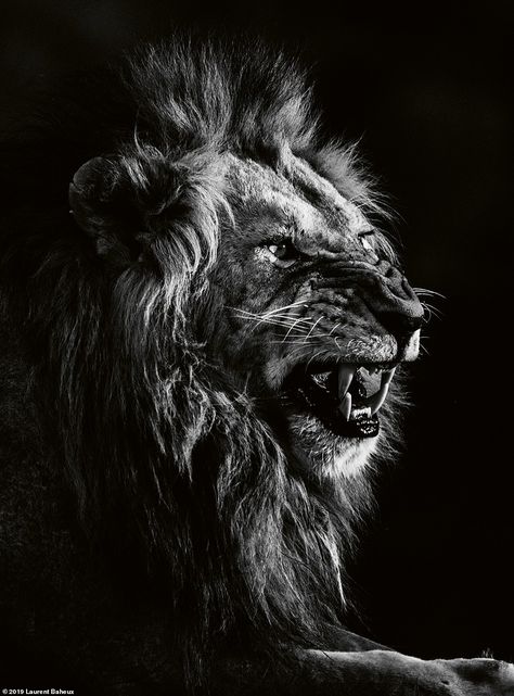 French photographer Laurent Baheux travelled around Africa for 17 years and captured these... Leon Logo, Lion Photo, Lion Africa, Lion Sketch, Black And White Lion, Photo Animaliere, Lion Photography, Lions Photos, Wild Lion