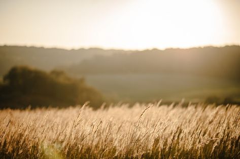 Yellow Grass Field, Aesthetic Backgrounds Horizontal, Nature Horizontal, Big Collage, Blade Runner Wallpaper, Runner Wallpaper, Greener Grass, Field Aesthetic, Landscape Field