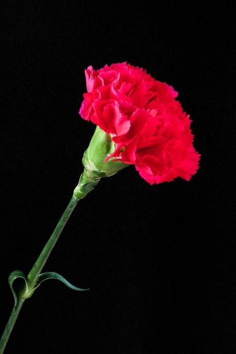 clavel rojo único contra un fondo negro Red Carnation, Carnation Flower, God The Father, Aesthetic Art, Art Boards, A Black, Drawings, Plants, Flowers