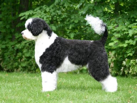 Portugese Water Dog Portuguese Water Dog Puppy, Portugese Water Dogs, Doggy Door, Puppy Litter, Dogs Grooming, Portuguese Water Dog, Puppy Dog Eyes, Dog Puppies, What Dogs