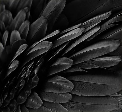 The Shape, Black Aesthetic, A Black, Feathers, Black And White, White, Black