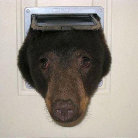 Dumb Bear Thinks He's a Cat Cat Flap, Funny Bears, Bear Head, Bear Pictures, Cat Door, Love Bear, Silly Animals, Bear Cubs, Cute Bear