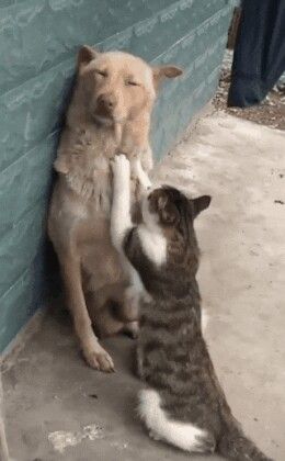 Humour Funny, Animals Friendship, 웃긴 사진, Cute Animal Videos, Cute Creatures, Funny Animal Pictures, 귀여운 동물, Cute Funny Animals, Animals Friends