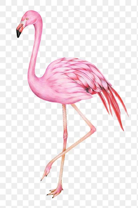 Flamingo Vintage, Flamingo Animal, Vintage Flamingo, Graphic Design University, Bird Png, Pink Flamingos Birds, Png Illustration, Png Vintage, Flamingo Bird