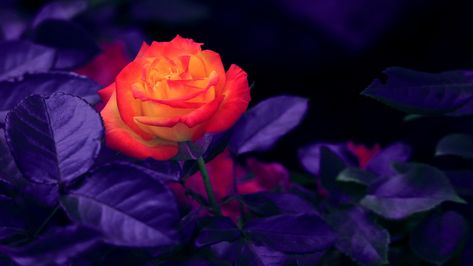 Download wallpaper 1366x768 rose, bud, orange, purple tablet, laptop hd background Dark Purple And Orange Aesthetic, Orange Night, 1366x768 Wallpaper, Desktop Background Images, Wallpaper Purple, Purple Plants, Christmas Aesthetic Wallpaper, Saving Grace, Purple And Orange