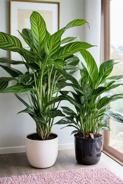 12 Best Indoor Plants For Good Luck Plants For Good Luck, Lily Images, Cabbage Plant, Feng Shui Plants, Attract Positive Energy, Large Indoor Plants, Chinese Evergreen, House Redo, Rubber Plant