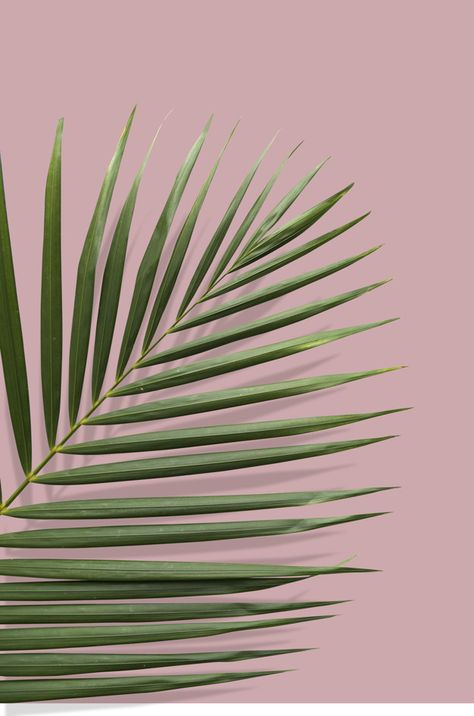 Tropical Leaves Illustration, Leaves Wallpaper Iphone, Pink Ground, Tropical Poster, Palm Leaf Wallpaper, Tropical Background, Palm Leaves Pattern, Leaf Illustration, Plant Wallpaper