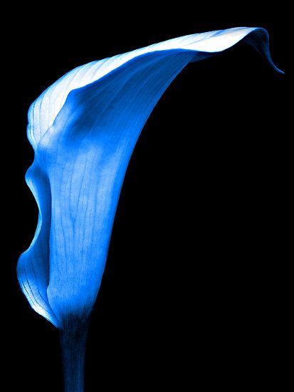 Blue Calla Lilly Calla Lily Flower Aesthetic, Black Star Calla Lily, Blue Calla Lily, Bridesmaids Blue, Blue Lily Lily Blue Book, Blue Lily Lily Blue, Zantedeschia Aethiopica, Arum Lily, Moo Moo