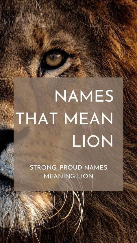 90 Names That Mean Lion or Lioness - Creative Nomenclature Zion Name Meaning, South African Names, Lion Meaning, African Name, Boy Name Meanings, Strong Boys Names, Lioness And Cubs, Middle Names For Girls, Female Dog Names