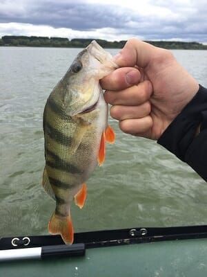 Surf Fishing Tips, Fish Chart, Yellow Perch, Crappie Fishing Tips, Fishing Hacks, Canoe Fishing, Perch Fishing, Fishing Ideas, Fishing 101