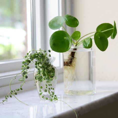 Chinese Money Plant In Water, Money Plant In Water, Pilea Plant, Plant In Water, Pothos Vine, Water Propagation, Plant Corner, Arrowhead Plant, Pilea Peperomioides