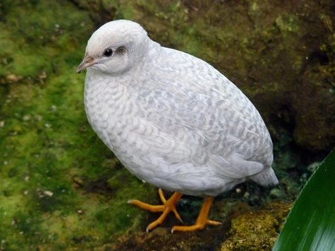 Button Quail | Button Quail Button Quail, Quail Coop, Raising Quail, Fat Bird, Butterfly Nature, Quails, Quail Eggs, Game Birds, All Birds