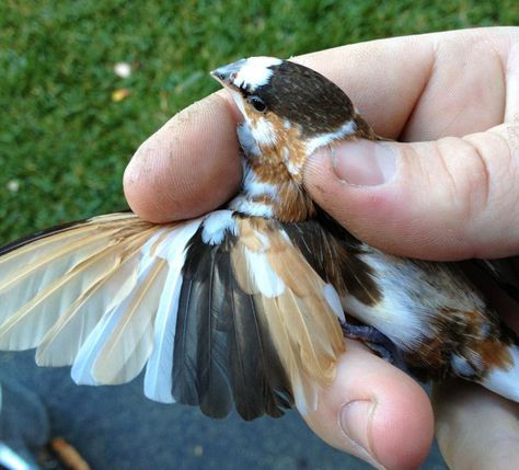 Finches Bird Pets, Zebra Finch, Finches Bird, Finches, Bird Pictures, Bird Photo, Bird Feathers, Pet Birds, Cute Animals