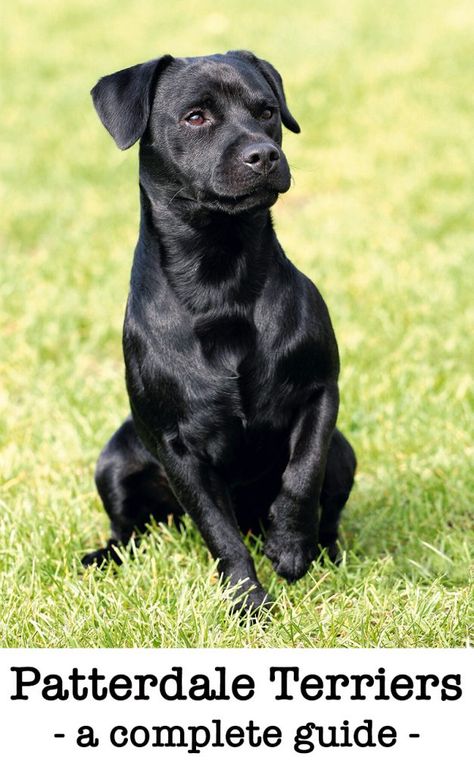 A complete guide to the Patterdale Terrier Patterdale Terrier Puppy, Dogs Language, English Terrier, Dog Trends, Boston Terrier Funny, Patterdale Terrier, Painting Animals, Personality Characteristics, Terrier Breeds