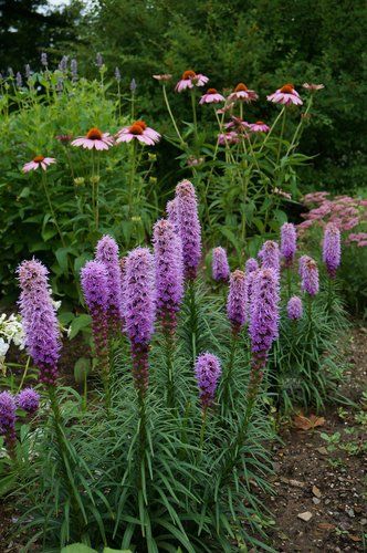 Liatris Kobold, Liatris Spicata, Purple Garden, Landscape Plan, Grandmas House, Backyard Projects, Front Yard Landscaping, Flower Design, Purple Flowers