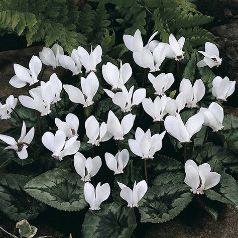 Shade Plants Container, Cyclamen Flower, Plants Under Trees, Porch Plants, Summer Flowering Bulbs, Rock Garden Plants, Flower Bulbs, Rock Garden Landscaping, Moon Garden