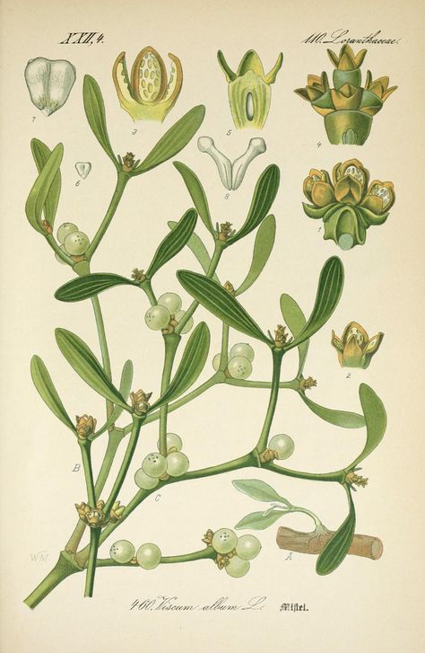 Mistletoe Is a Parasitic, Explosive Plant That Maybe You Shouldn't Stand Underneath - Atlas Obscura Mistletoe Plant, Fauna Illustration, Illustration Botanique, Vintage Botanical Prints, Botanical Painting, Scientific Illustration, Botanical Drawings, Vintage Botanical, Nature Prints