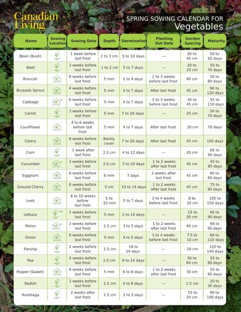 Vegetable and Fresh Herb Sowing Calendar (Free Download) | Canadian Living Sowing Calendar, Canadian Garden, Vegetable Planting Calendar, Giant Garden, Growing Calendar, When To Plant Vegetables, Planting Calendar, Canadian Women, Garden Calendar