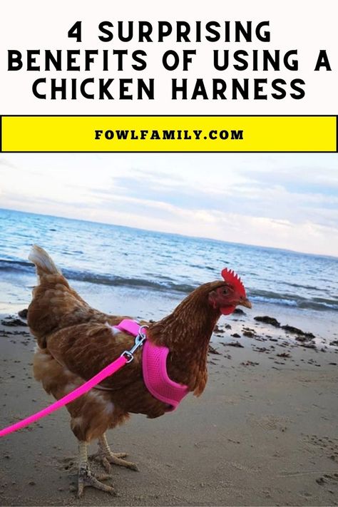 Surprising Benefits of Using a Chicken Harness Chicken Harness, Chicken Owner, Coop Design, Perfect Chicken, Chicken House, Pet Chickens, Baby Chicks, Raising Chickens, A Chicken