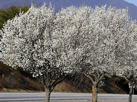 The Curse of the Bradford Pear Honeycrisp Apple Tree, Bradford Pear Tree, Flowering Pear Tree, Golden Rain Tree, White Flowering Trees, Maidenhair Tree, Blooming Trees, Pear Trees, Pear Tree