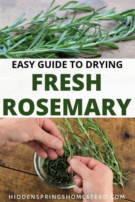 Fresh herb like Rosemary is so useful for both culinary and medicinal purposes. Learn 4 ways you can dry fresh rosemary to stock your pantry shelves. Preserving Fresh Rosemary, What To Do With Rosemary Fresh Herbs, How To Dry Rosemary In Oven, Ways To Use Rosemary, Things To Do With Fresh Rosemary, Dehydrating Rosemary, Uses For Fresh Rosemary, Rosemary Diy Ideas, Rosemary Drying