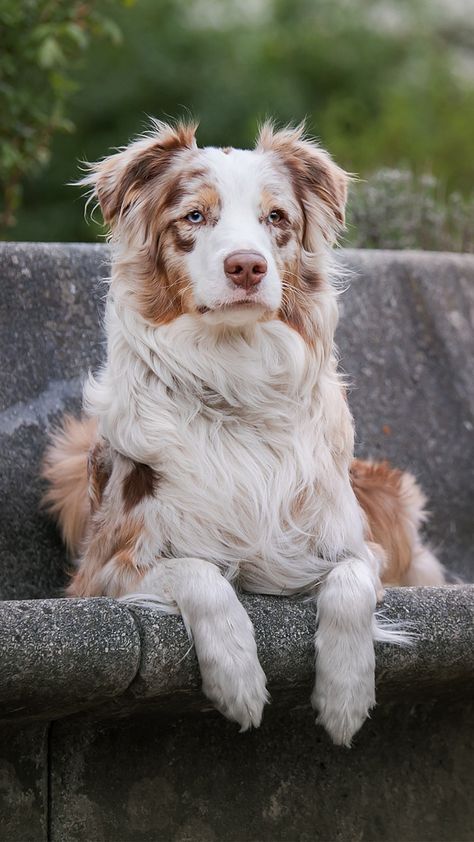 American Indian Dog, Burmese Mountain Dogs, Red Merle Australian Shepherd, Dog Foto, Aussie Puppies, Aussie Dogs, Farm Dogs, Very Cute Dogs, Australian Shepherd Dogs