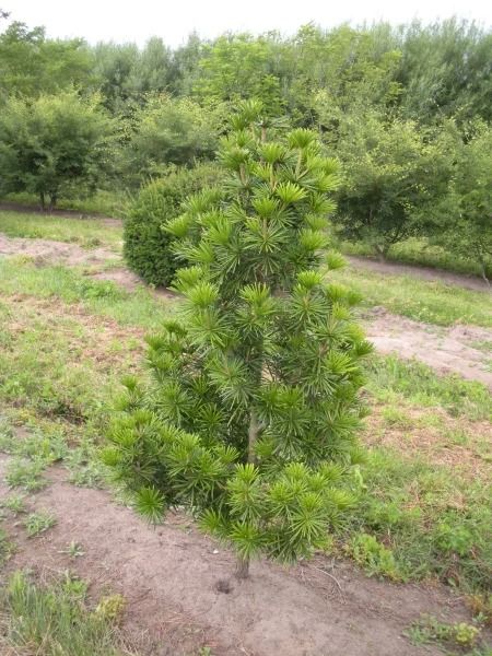 Sciadopitys verticillata | Japanese umbrella pine, Umbrella pine - Van den Berk Nurseries Sciadopitys Verticillata, Evergreen Flowers, Twig Lights, Japanese Umbrella, Yellow Fruit, Garden Types, Roof Garden, Growing Tree, Types Of Soil