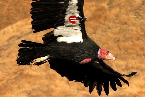 A California Condor flies over the Bitter Creek National Wildlife Refuge (USFWS). California Birds, Coastal Mountains, Weird Birds, California Condor, Southwest Region, What Is A Bird, Birds Of America, Life List, Nocturnal Animals