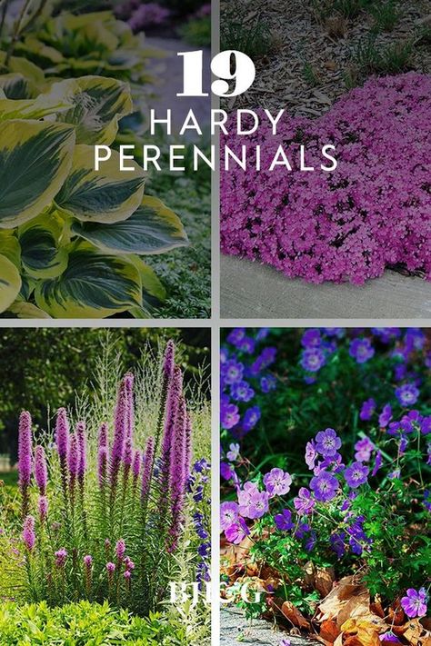 Perenial Garden, Perennial Garden Plans, Porch Furniture, Garden Wallpaper, Decoration Plante, Outdoor Flowers, Hardy Perennials, Garden Yard Ideas, Front Yard Garden