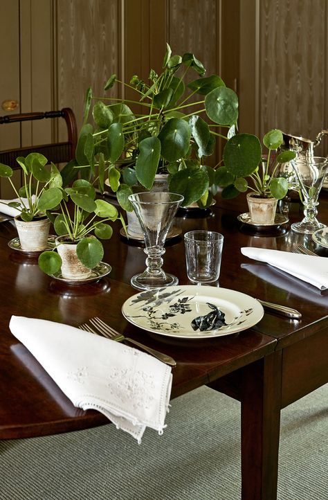 Chinese money plants (Pilea peperomioides) are unfailingly generous. "Like a good investment, they multiply," says Martha, who often arranges them on dining tables because the leaves are shiny and bright. #marthastewart #decorideas #diydecor Plant Dining Table, Kitchen Plant Decor, Plant Table Decor, Feng Shui Dining Room, Kitchen Plants Decor, Beautiful Houseplants, Money Plants, Succulent Names, Plant Display Ideas