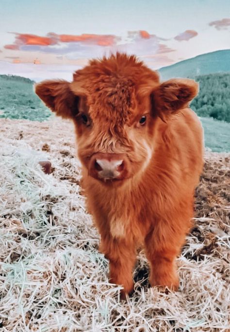 Highland Cow Background, Cow Background, Cows Mooing, Cow Wallpaper, Country Backgrounds, Mini Cows, Rodeo Horses, Fluffy Cows